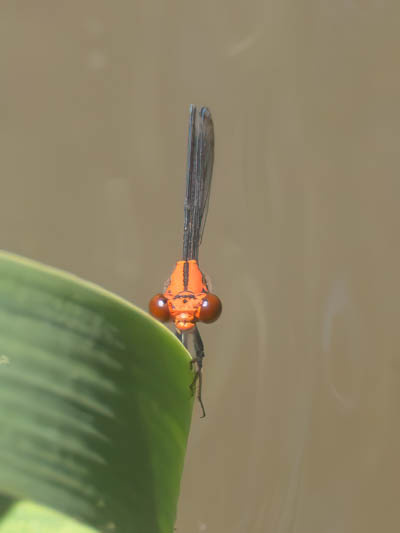 Neoneura amelia (Amelia's Threadtail) male-2.jpg